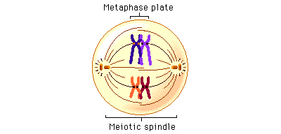 Meiotic cell division