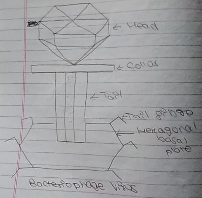 Bacteriophage Virus in Biology