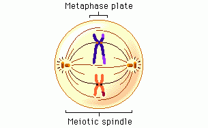 Meiotic cell division