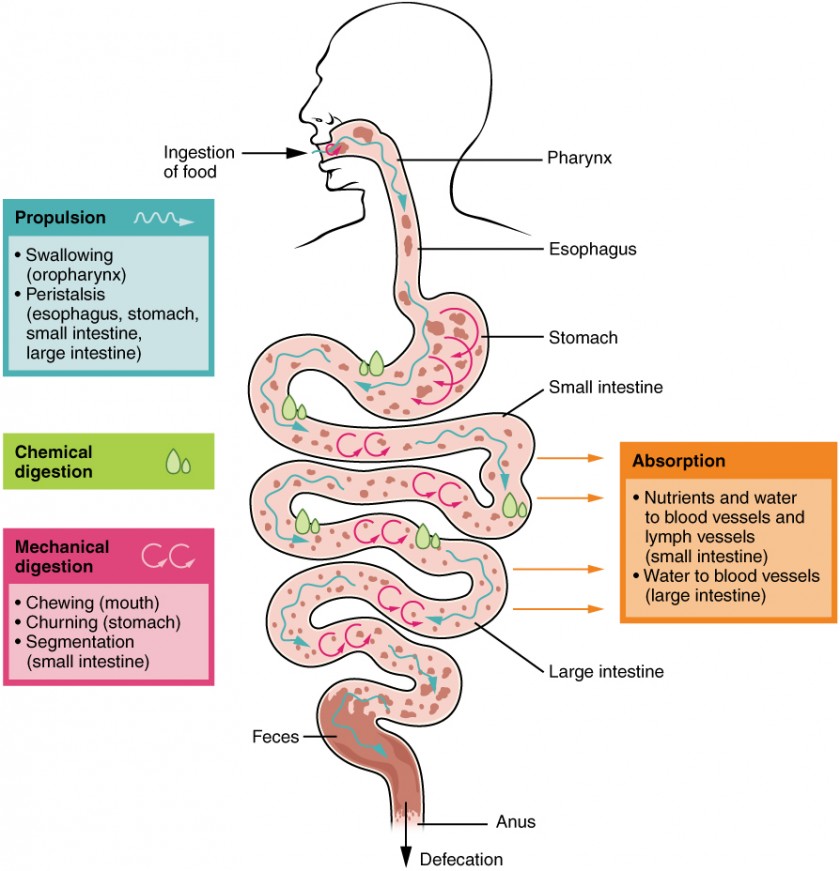 Digestive system processes