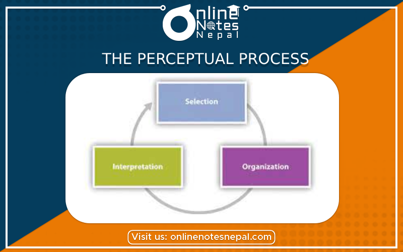 The Perceptual Process