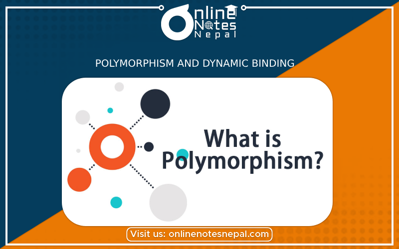 Polymorphism and Dynamic Binding