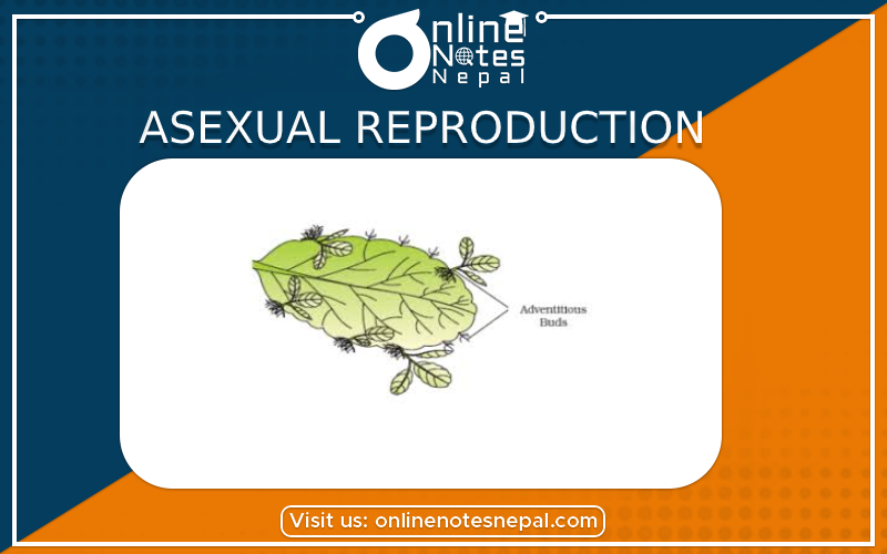 Asexual Reproduction in Class 10 Science