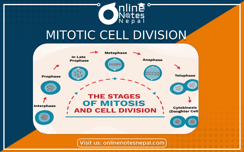Mitotic Cell Division in Class 10 Science