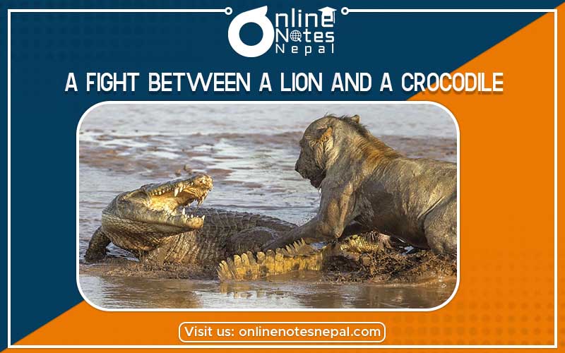 Four Levels of a Fight Between a Lion and a Crocodile Photo