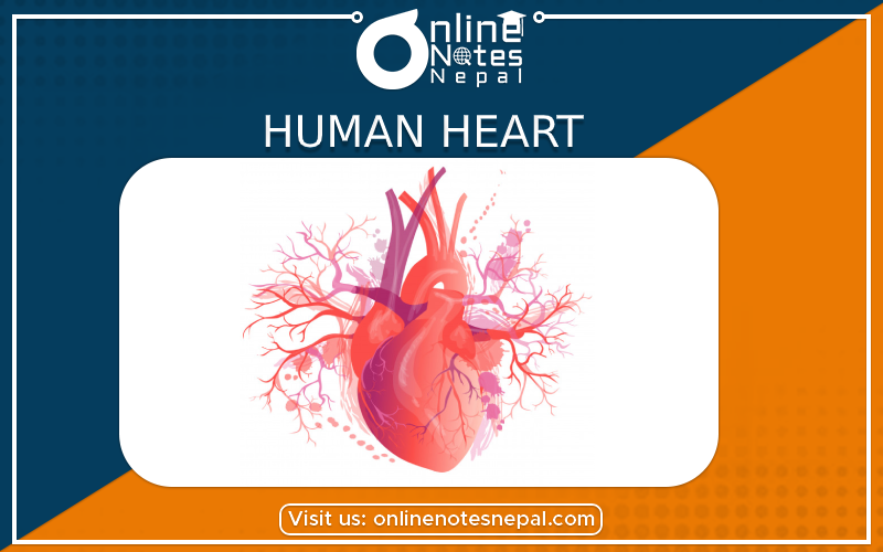Human Heart in Class 10 Science