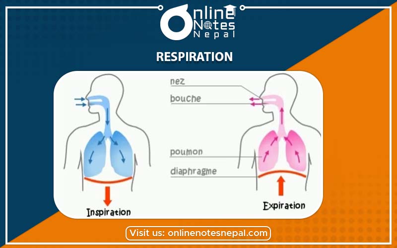 Life Process: Respiration in Grade-7, Reference Note