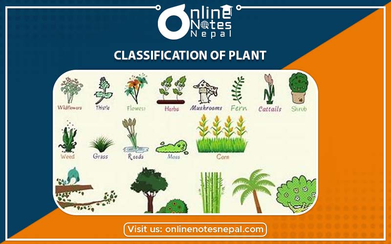 Classification of Plant in Plant Life of Science Grade-7,Reference Note