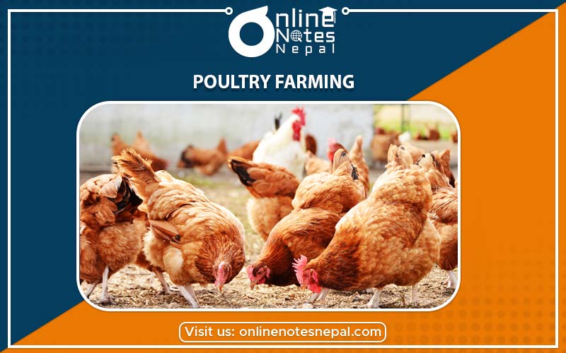 Poultry Farming under Animal Husbandry of Grade-7, Reference Note | Online  Notes Nepal