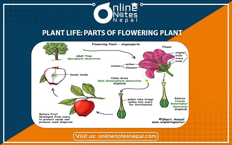 Plant Life: Parts of Flowering Plant in Grade-7, Reference Note