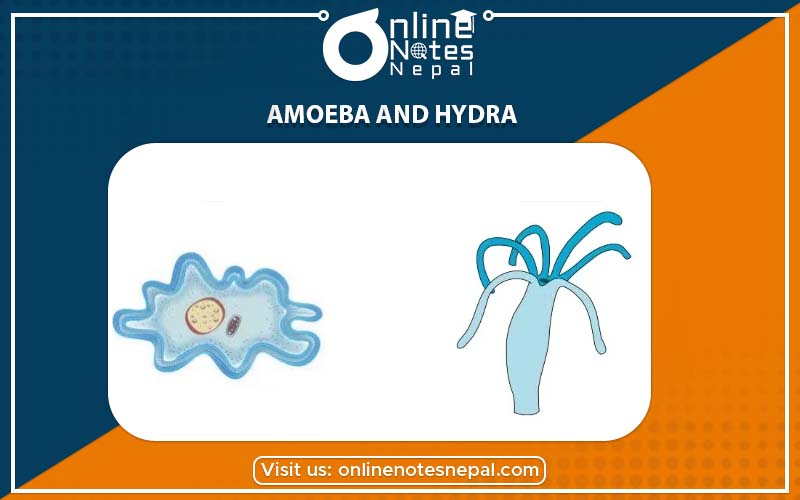 Amoeba and Hydra in Grade-7, Reference Note