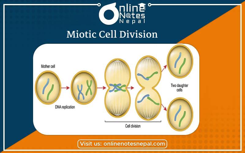 Meiotic Cell Division in Class 10 Science