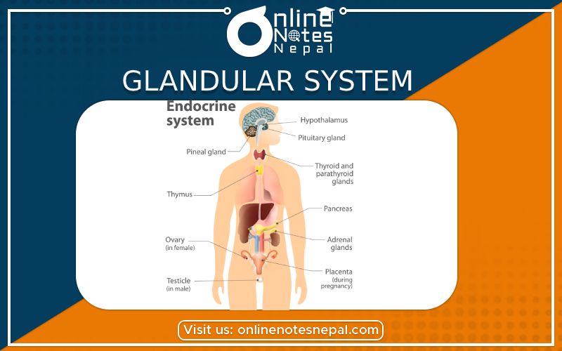 Glandular System in Class 10 Science