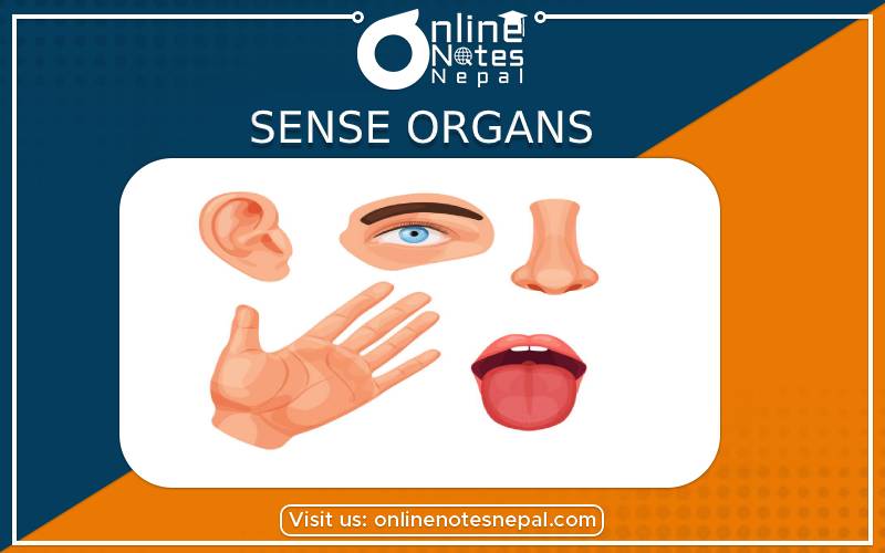 Sense Organs in Grade 9 Science, Reference Notes