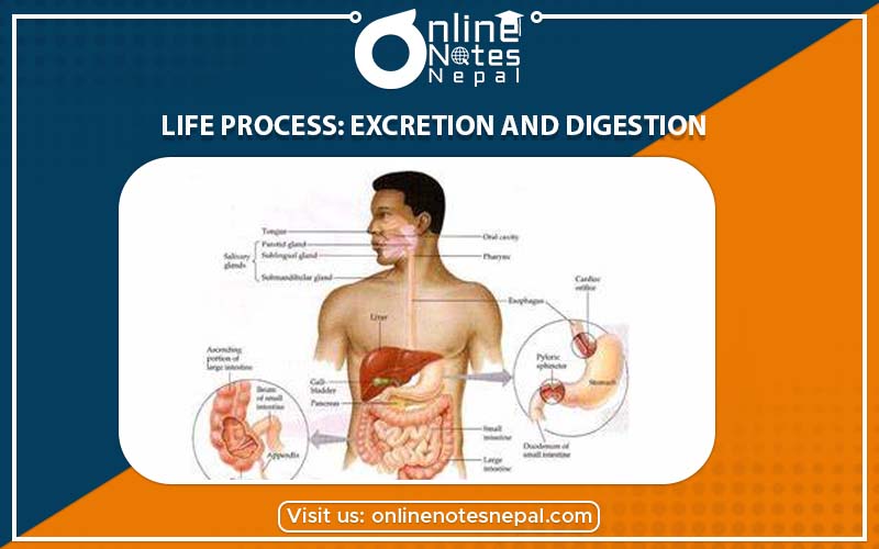 Life Process: Excretion and Digestion in Grade-7,Reference Note