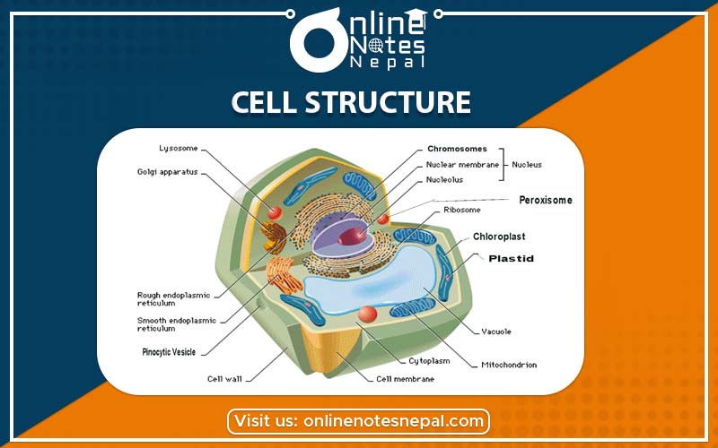 Cell Structure in Grade-6, Reference Note