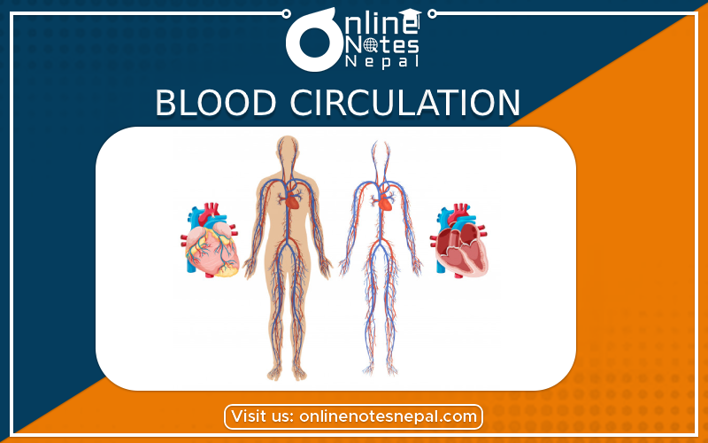 Blood Circulation in Class 10 Science