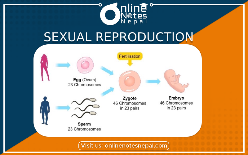 Sexual Reproduction in Class 10 Science