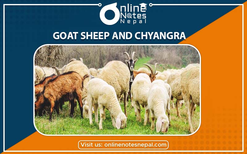 Sheep Goat and Chyangra under Animal Husbandry in Occupation Business and  Technical Education in Grade-7, Reference Note | Online Notes Nepal