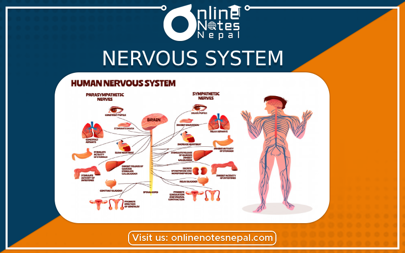 Nervous System in Class 10 Science