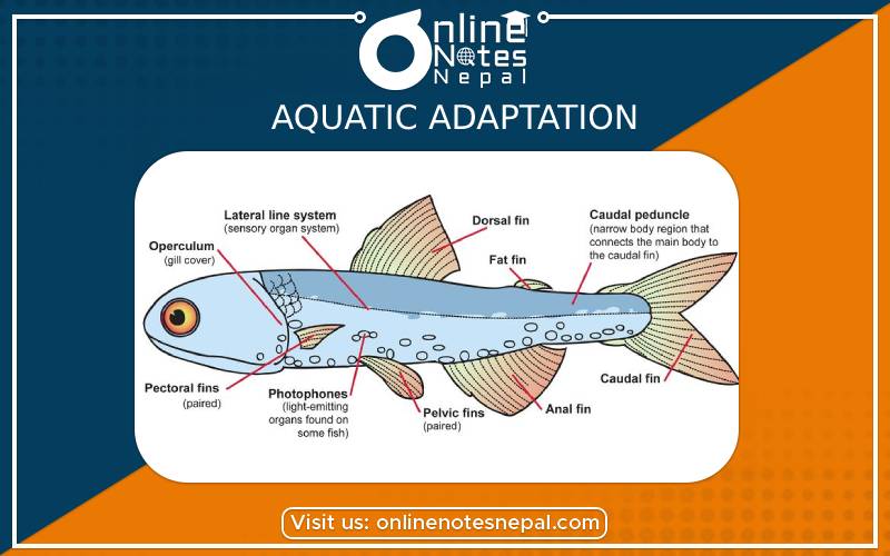 Aquatic Adaptation in Grade 9 Science, reference Notes | Online Notes Nepal