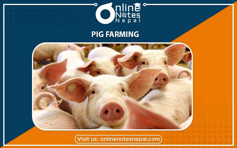 Pig Farming in Animal Husbandry of Grade-7, Reference Note