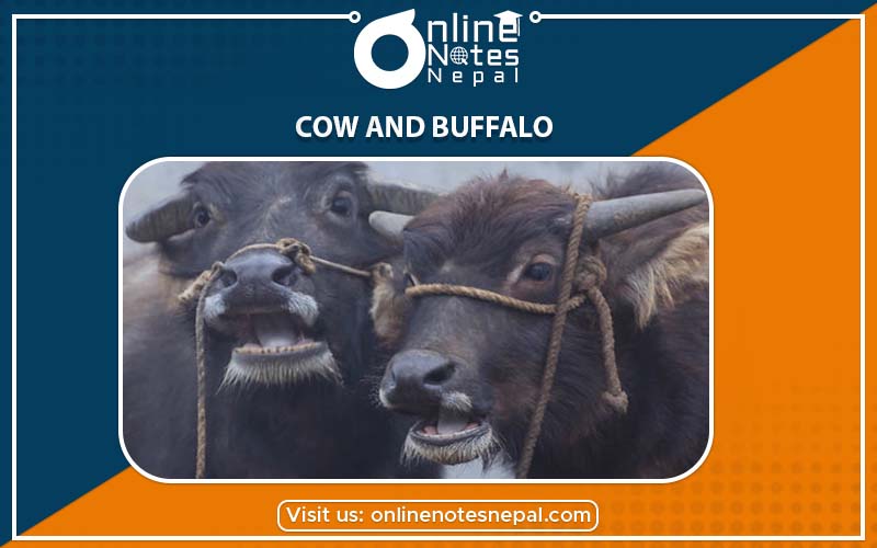 Cow and Buffalo under Animal Husbandry in Grade-7, Reference Note