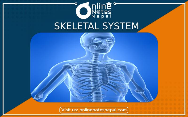 Skeletal System in Grade 7 HPE, Reference notes