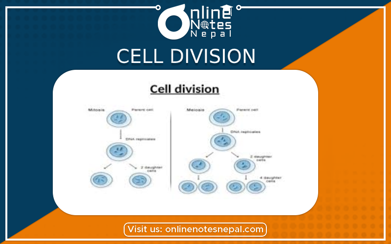Cell Division in Class 10 Science