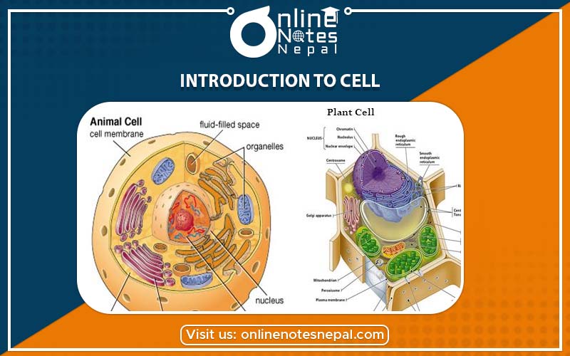 Introduction to Cell in Grade-7, Reference Note | Online Notes Nepal