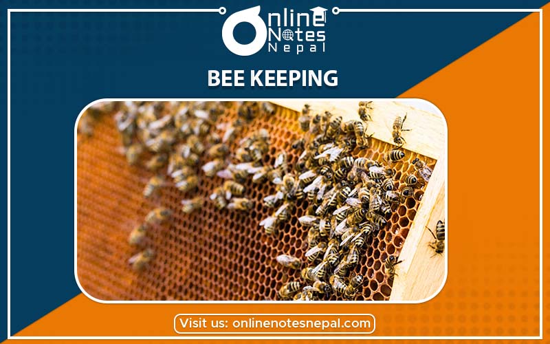 Bee KeepingBee Keeping under Animal Husbandry in Occupation Business and Technology Education, Reference Note